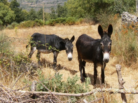 Burros