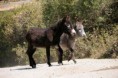 /album/animais/sm-08-0404-two-burros-jpg/